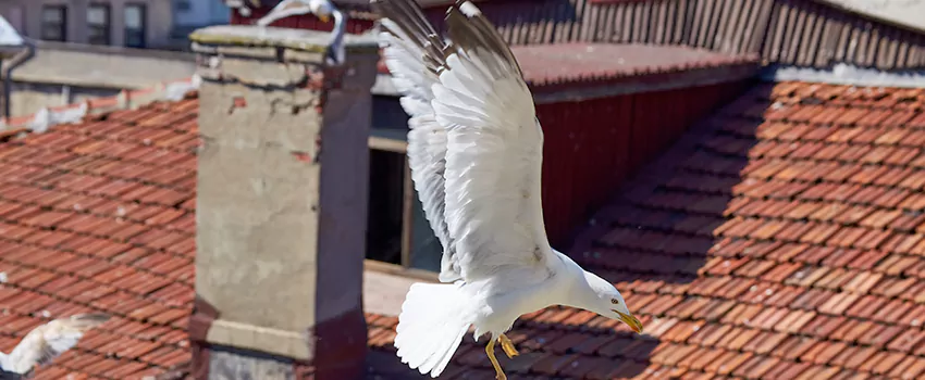 Residential Chimney Animal Removal Solution in Holladay, UT