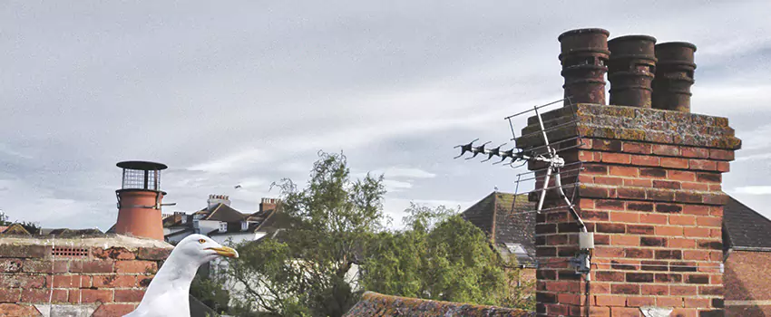 Chimney Cleaning And Restoration in Holladay, Utah